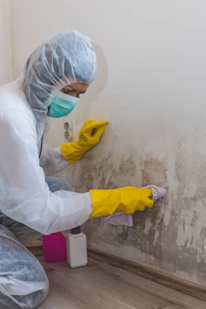 Best Black Mold Removal  in Placentia, CA