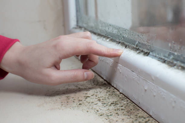 Best Commercial Mold Inspection  in Placentia, CA